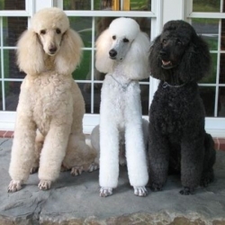 Pros and Cons of Poodles as Service Dogs- Mini Aussiedoodles and ...