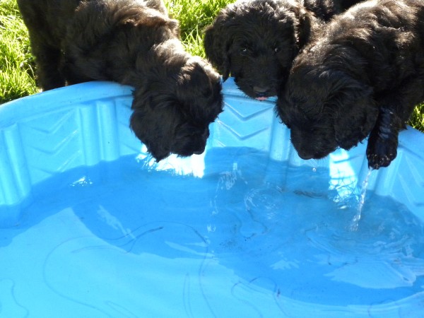 Goldendoodle Puppies playing in the baby pool in the backyard 