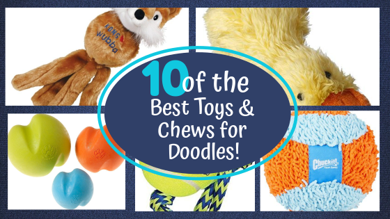 10 of the best Toys and Chews for Labradoodle and Aussiedoodle Puppies 