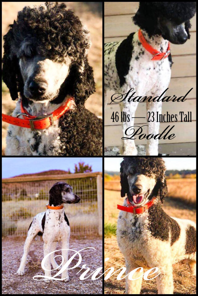Prince Standard Poodle Sire