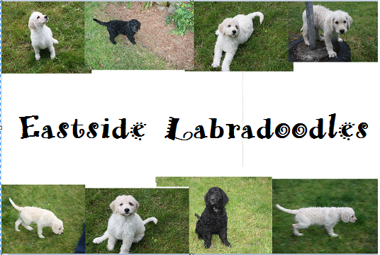 Visit Eastside Labradoodles!