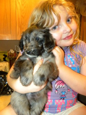 Mattie - Blue Merle F1 Aussiedoodle