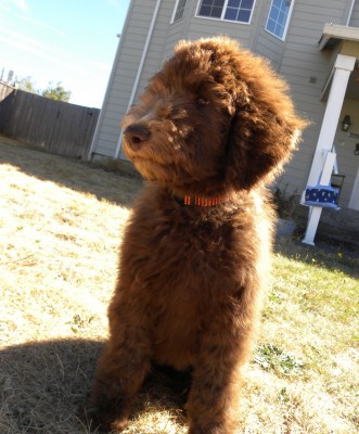 Nala - F1B Chocolate Labradoodle.. Nala will be Parchment color when she grows up