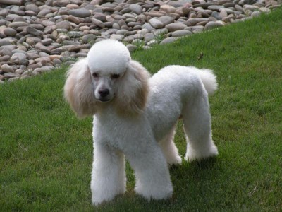 Romeo - Molly's Daddy - Moyen Poodle from themoyenpoodle.com